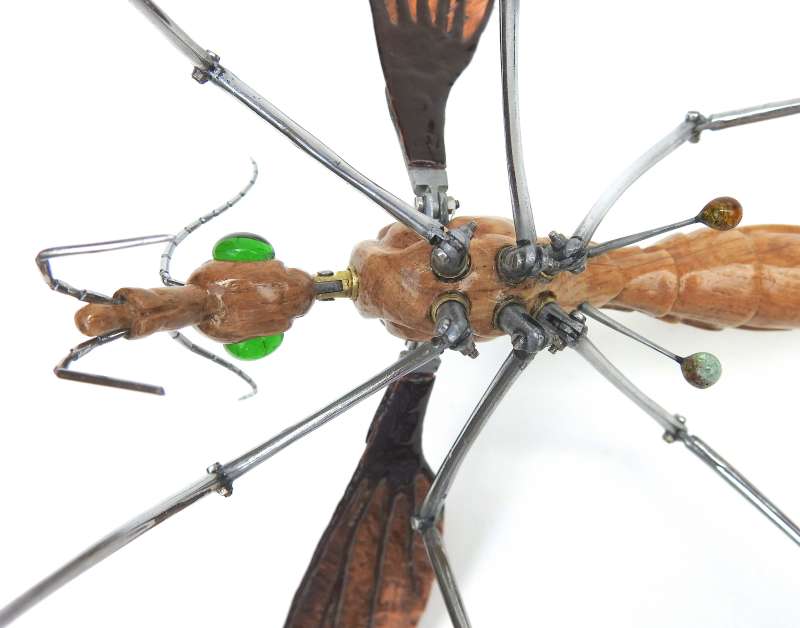 Crane Fly
